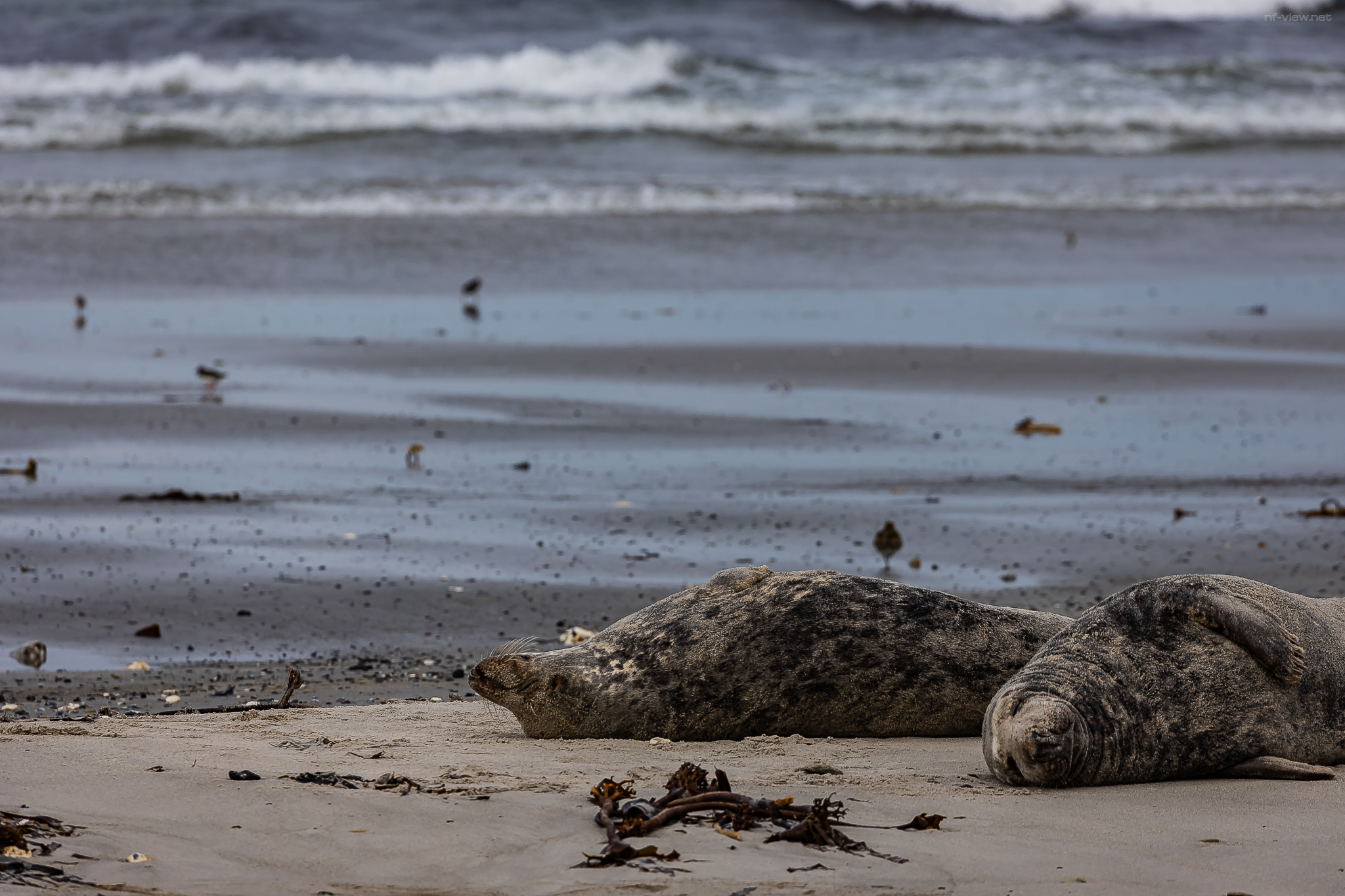 Helgoland Tag 1 Bild 9