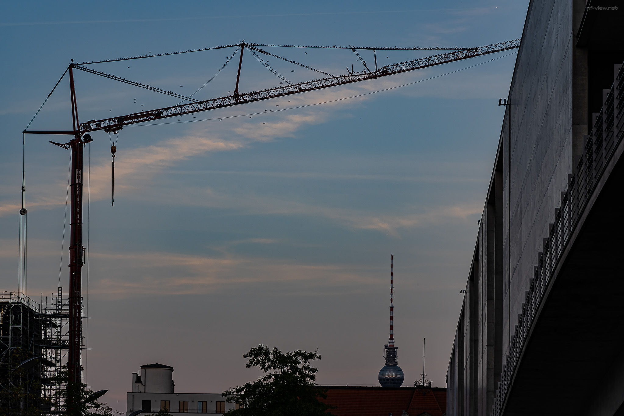 Kräheninvasion in Berlin