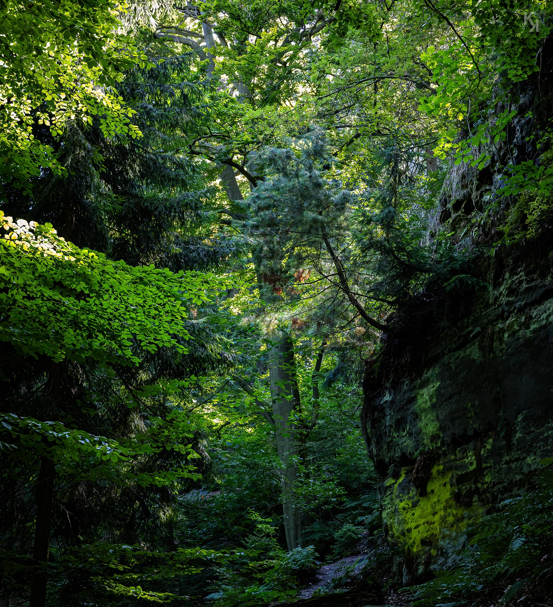 mitten in der grünen Wildnis