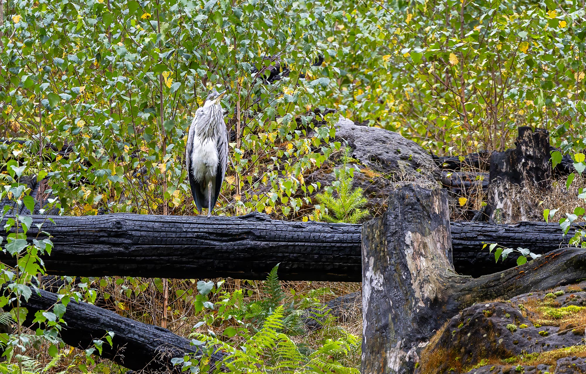 Wen man alles des Weges trifft...