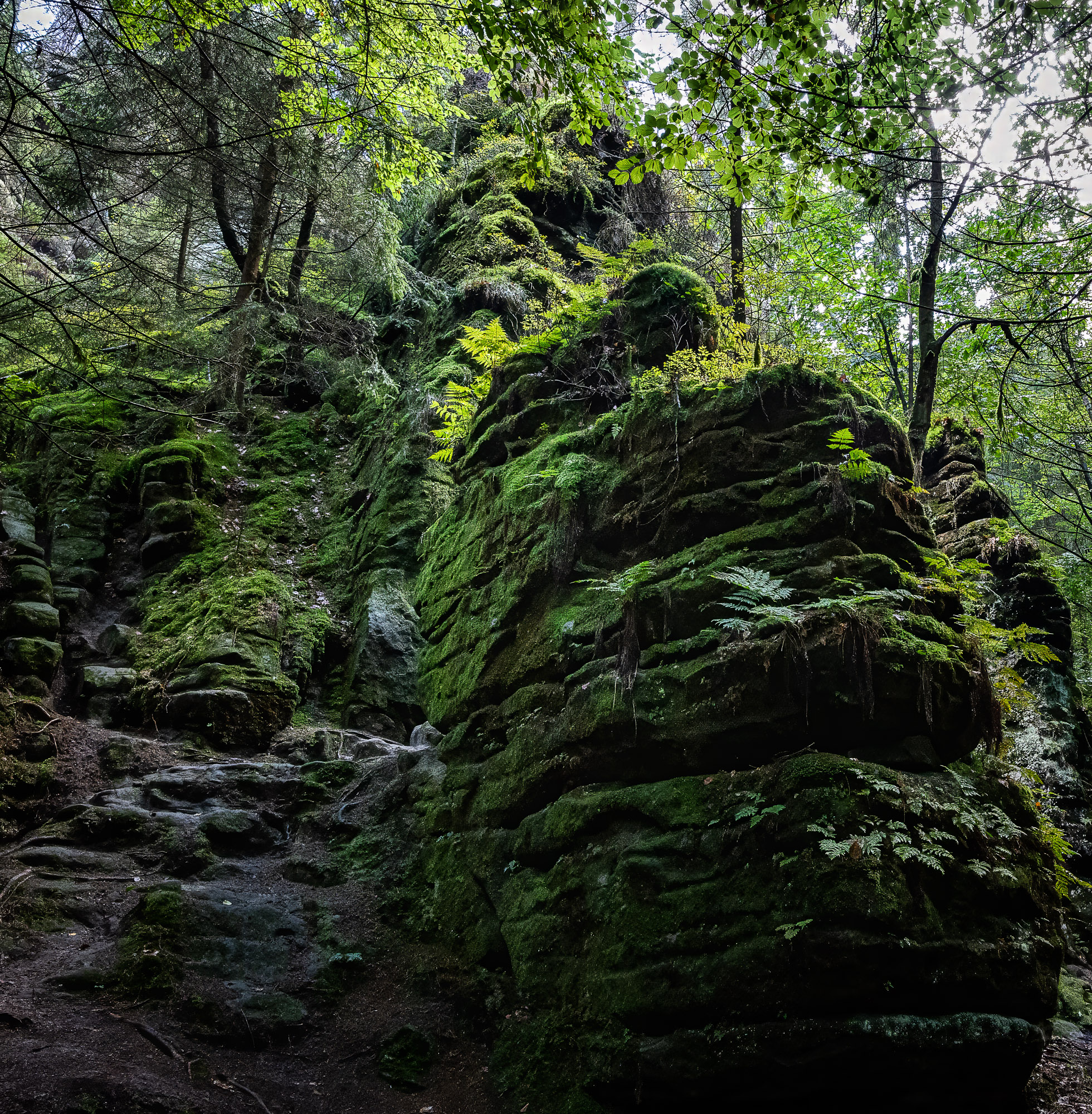 man könnte meinen, man ist im Urwald - in den Schwedenlöchern